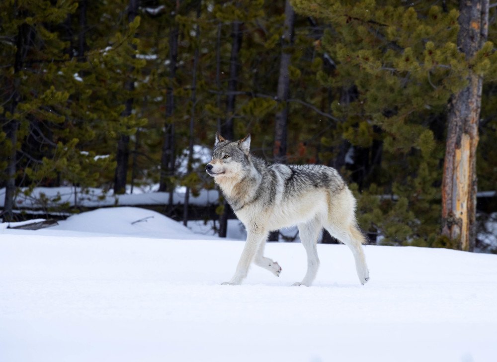 Wildlife