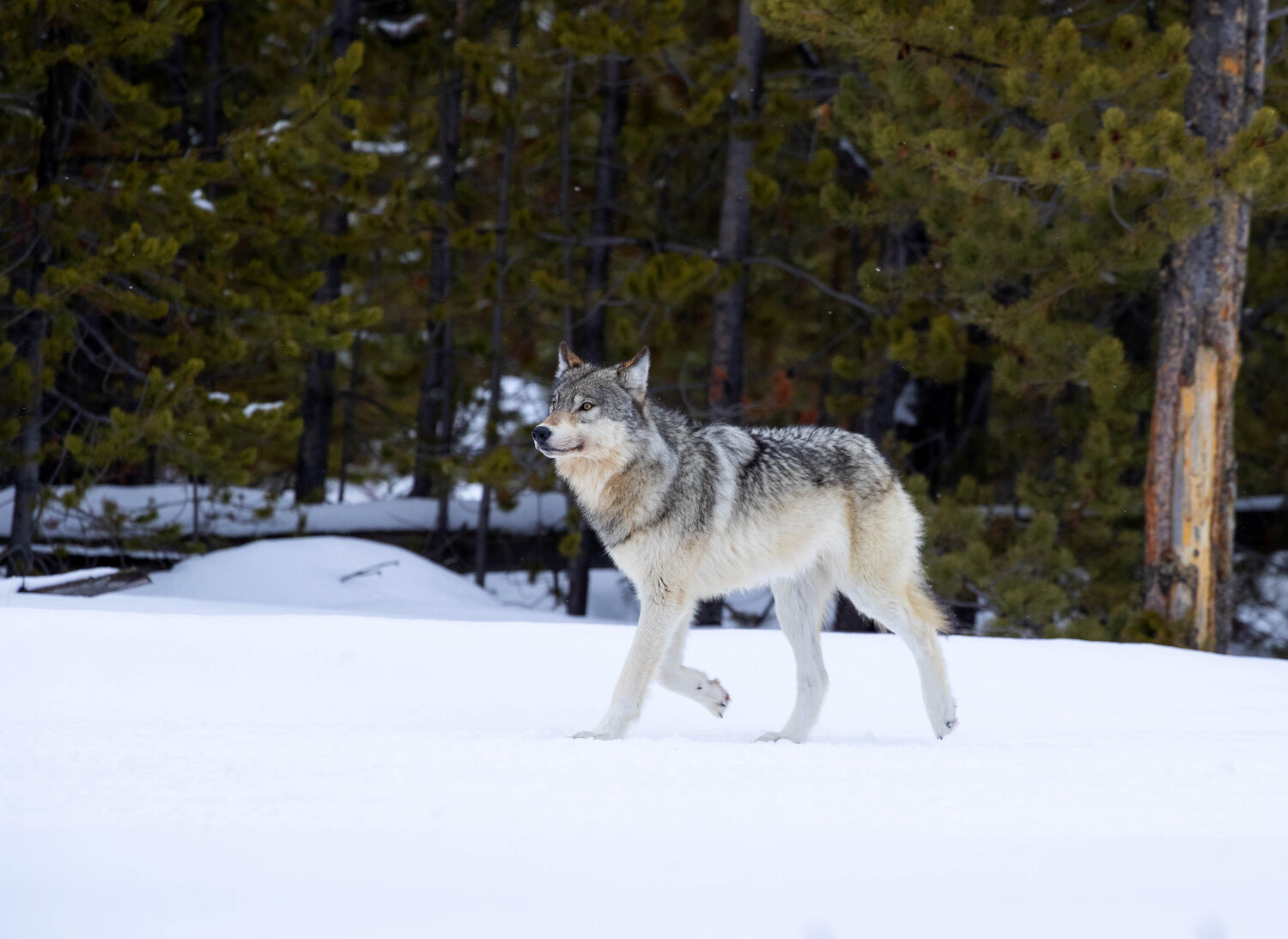Wildlife