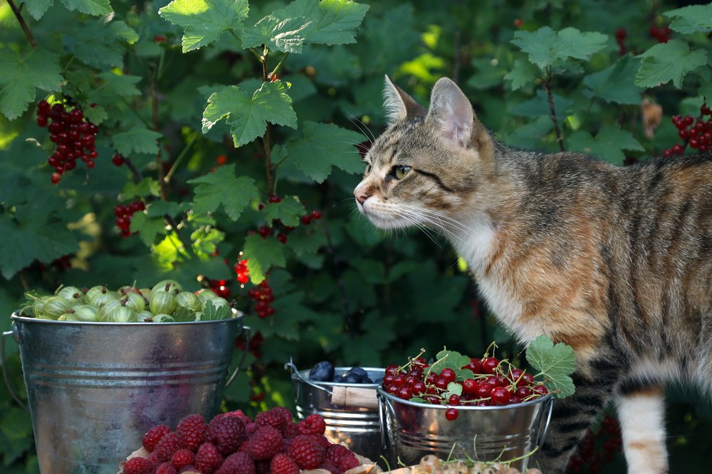 Помощница по хозяйству