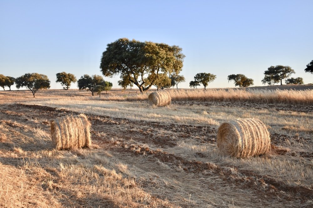 Field at sunset