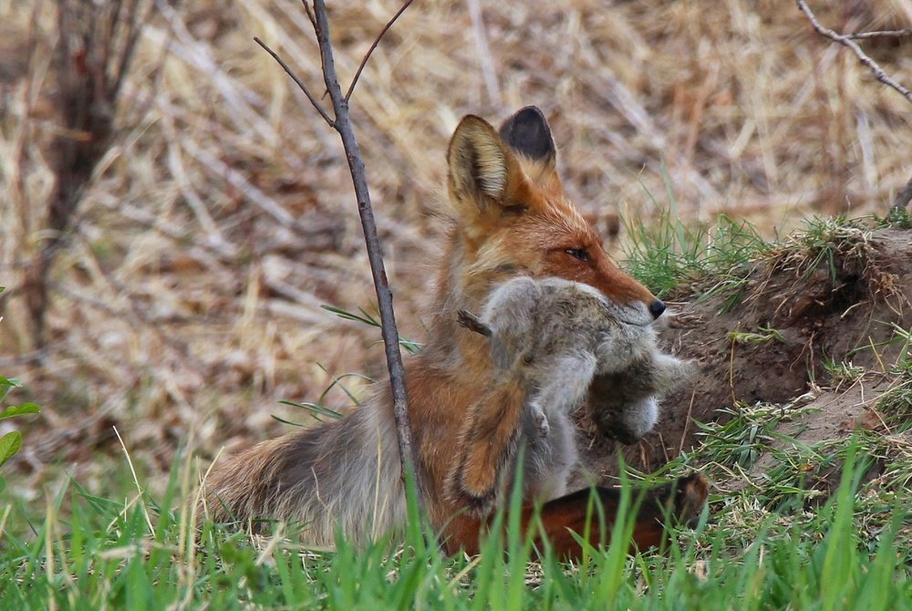 Лиса и суслик.