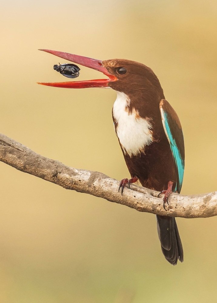 White breasted kingfisher