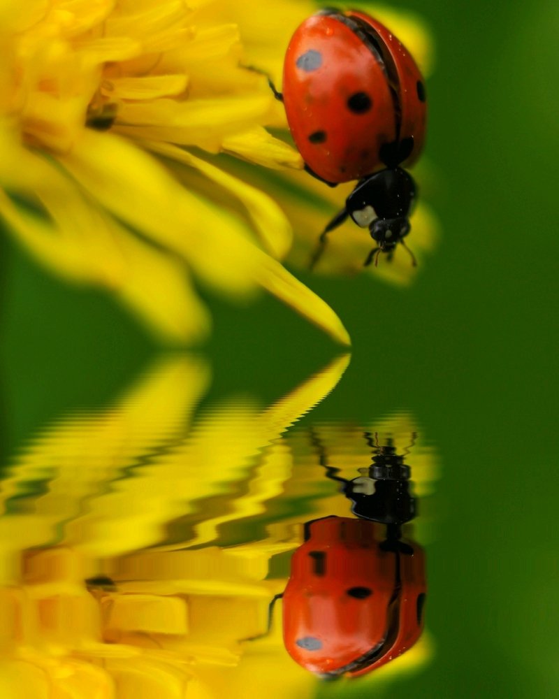 Кто на свете всех милее...?