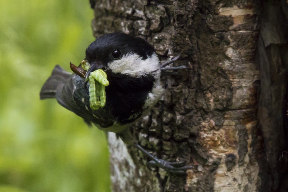 Дегустация или лучшее детям
