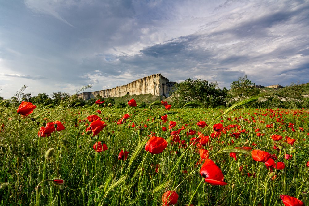 Красные маки Белой скалы