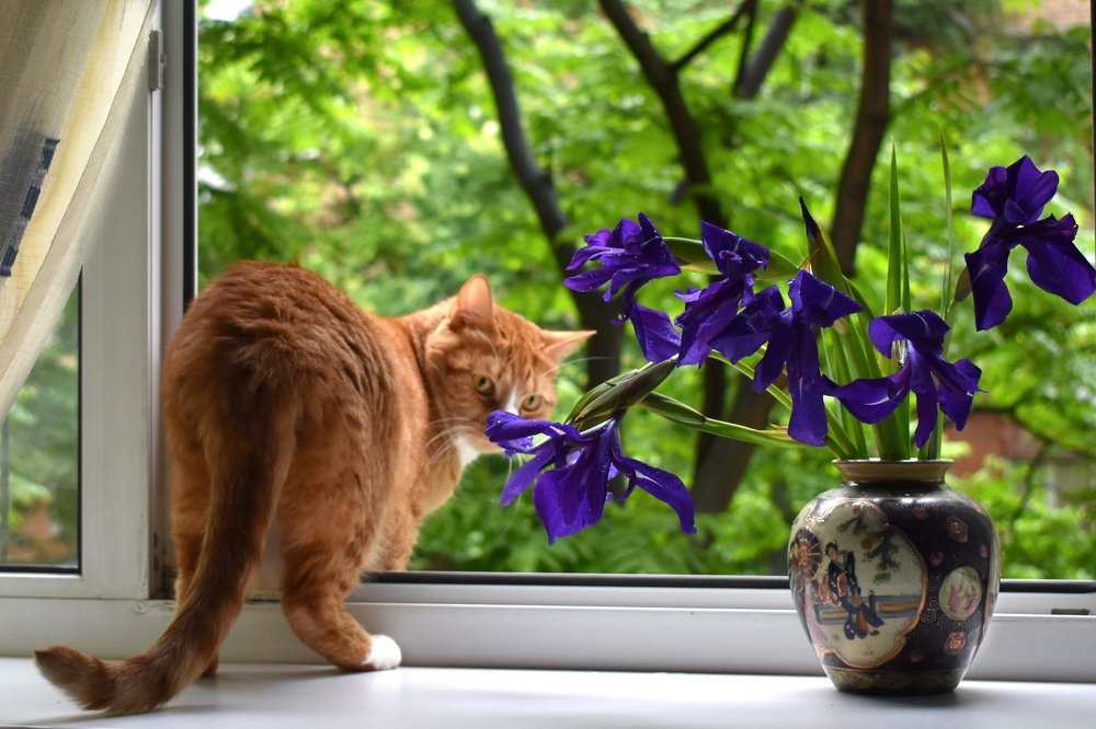 Ирисы на открытом окне