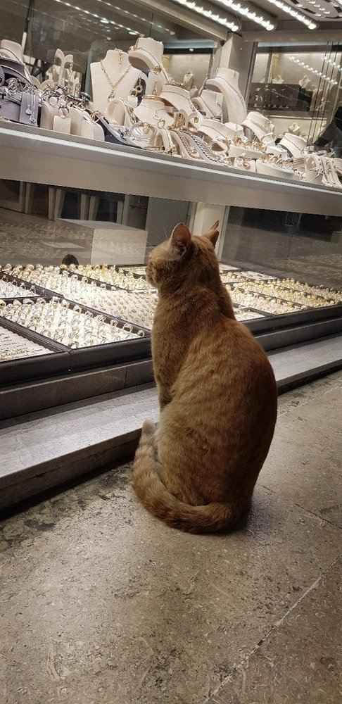 Стамбульские кошки