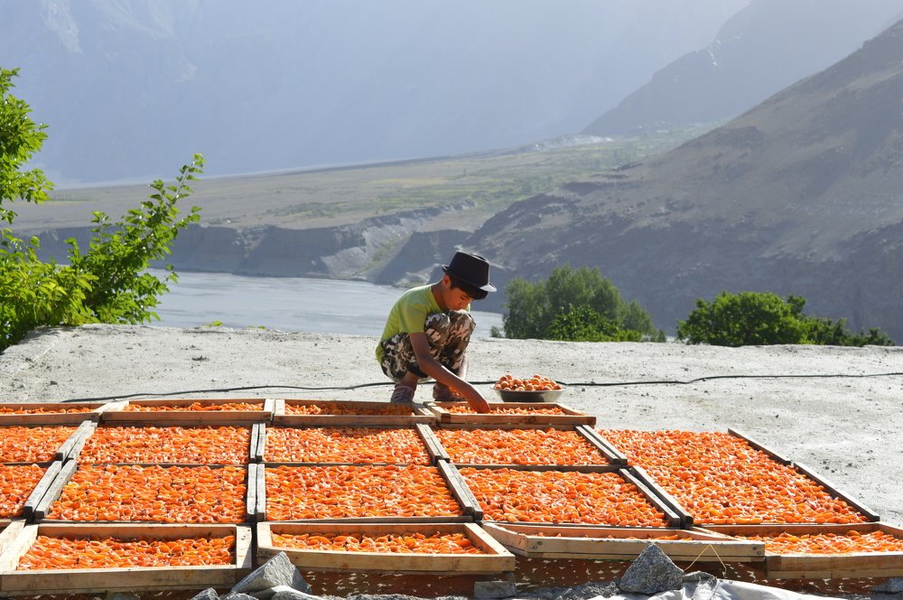 Drying  Apricot by natural source