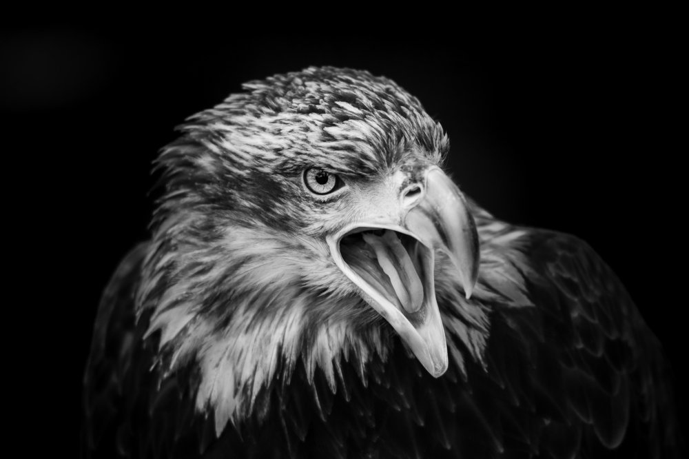 Eagle