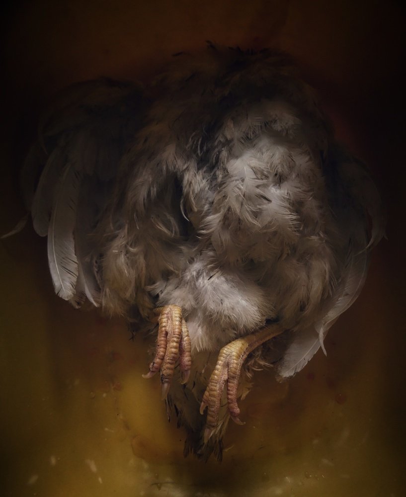 Natura Morta