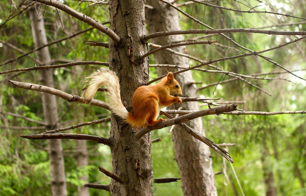 Белка песенки поет...