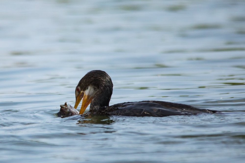 The Best Catch of the season