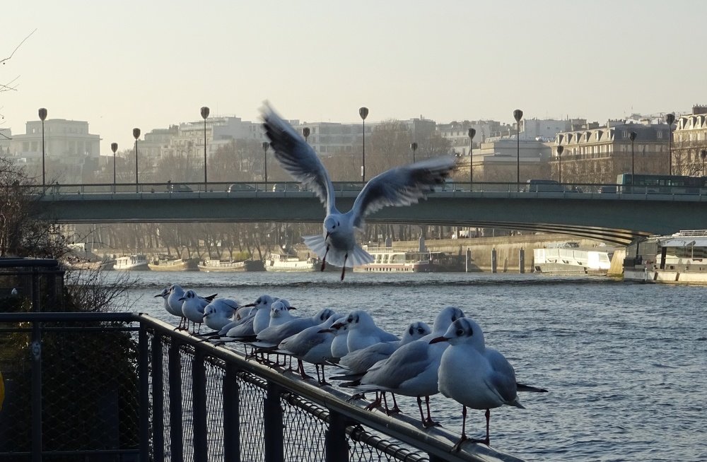 Seagulls on the Seine