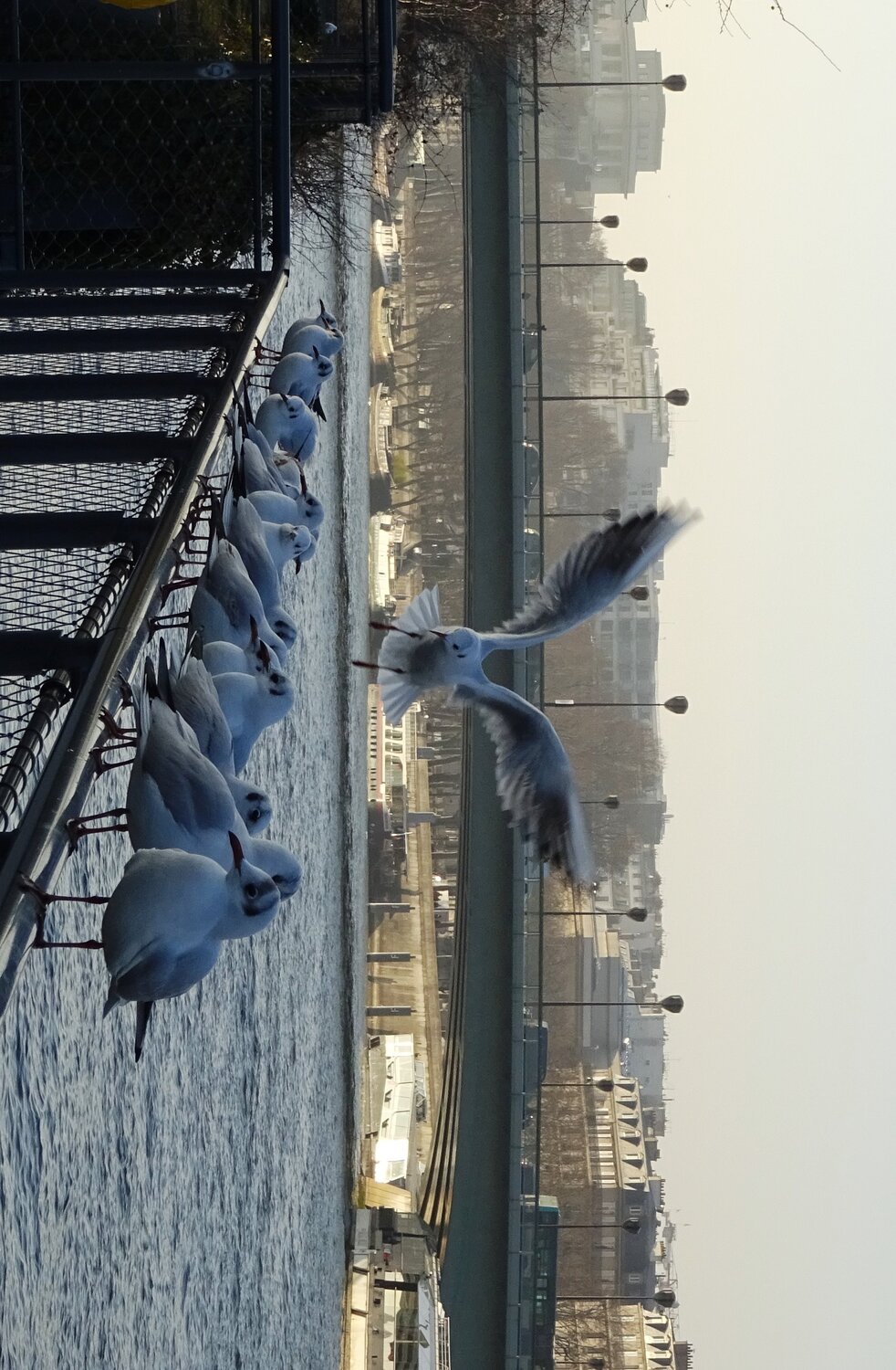Seagulls on the Seine