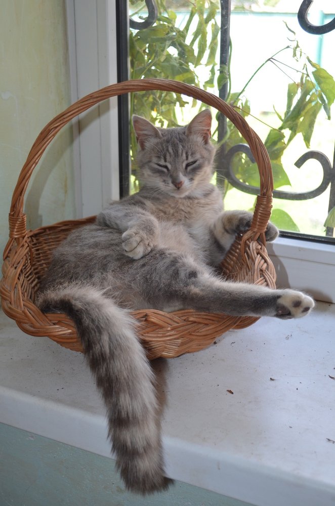 Королева-мать