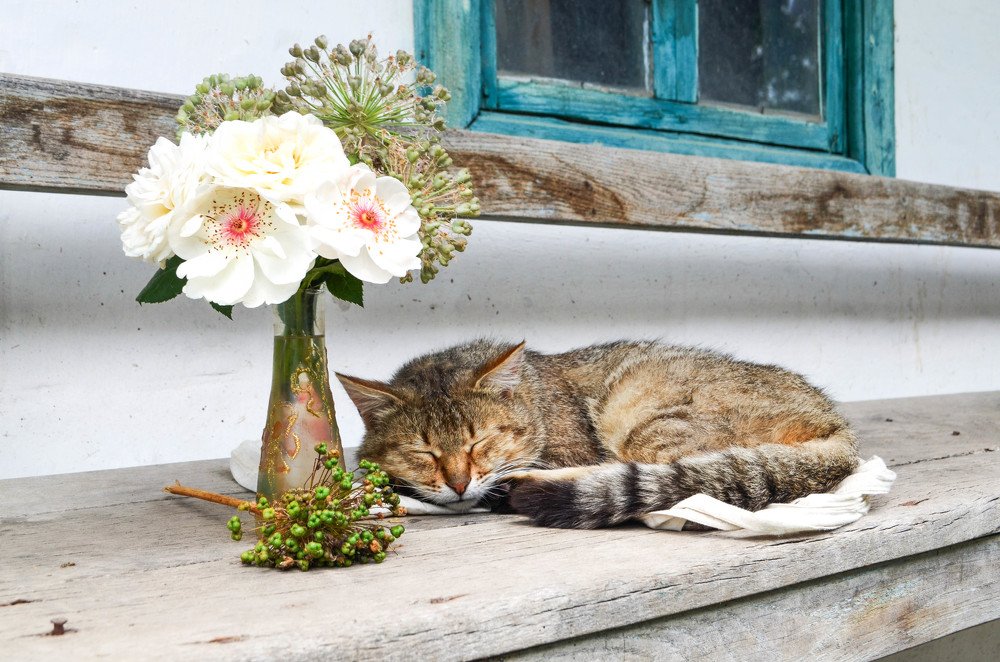 Сон в летнюю ночь