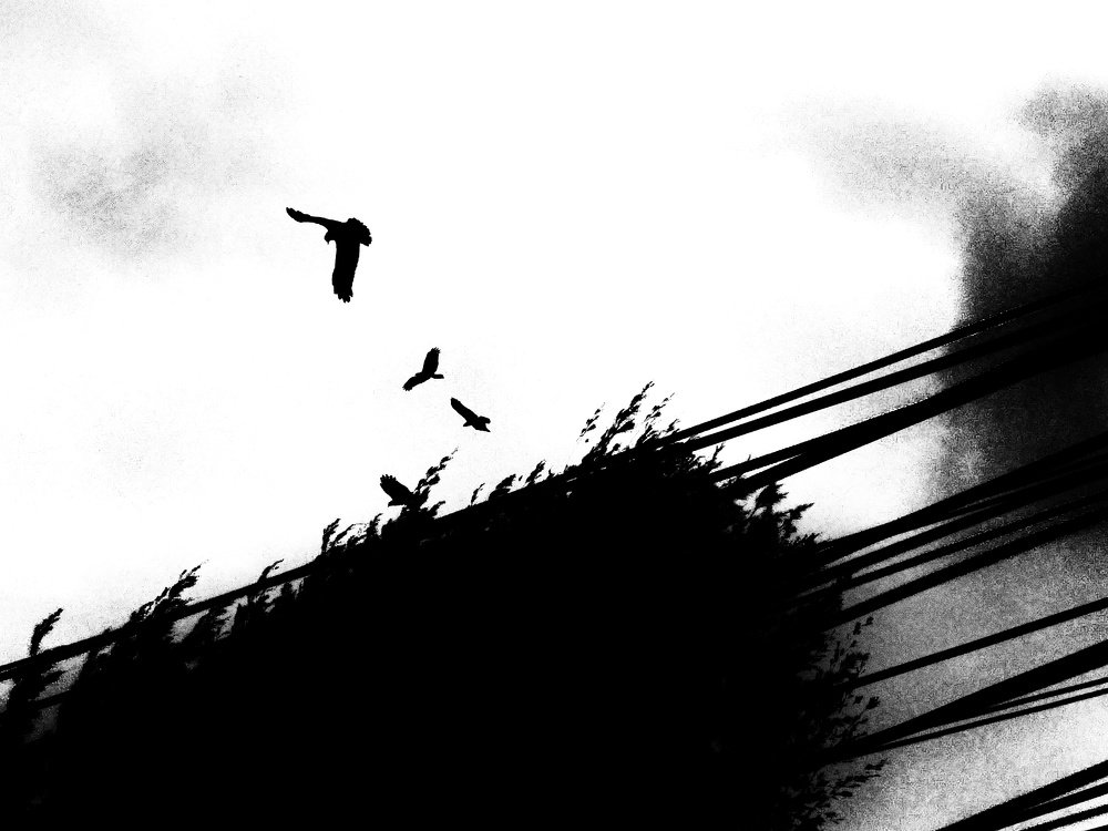 Black birds