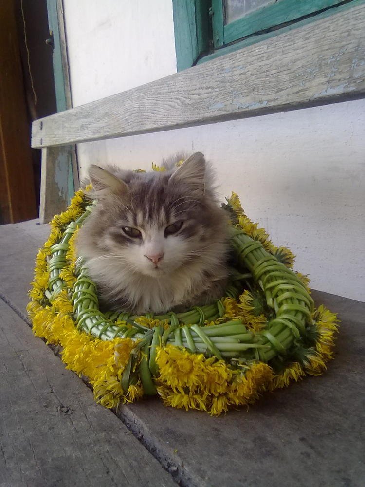 Красавишна