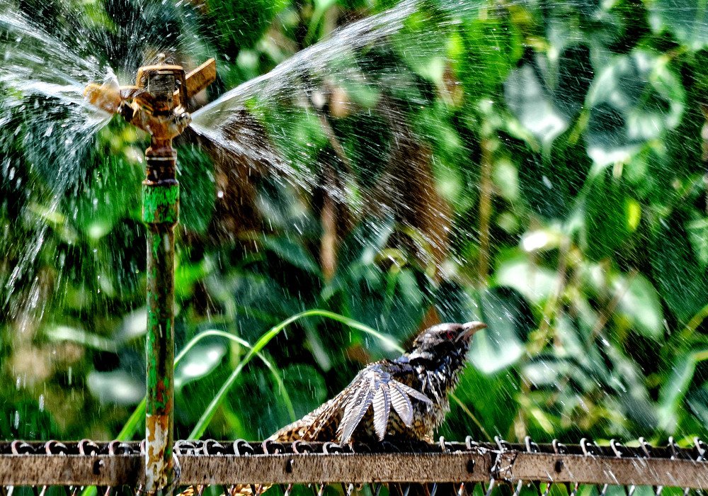 Summer watering bird