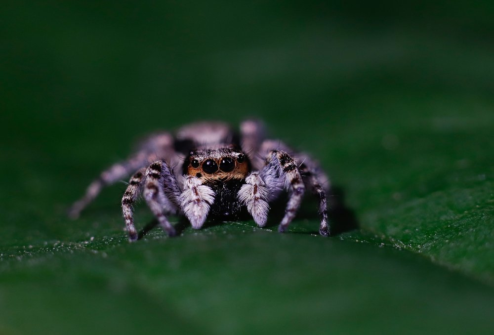jumping spider