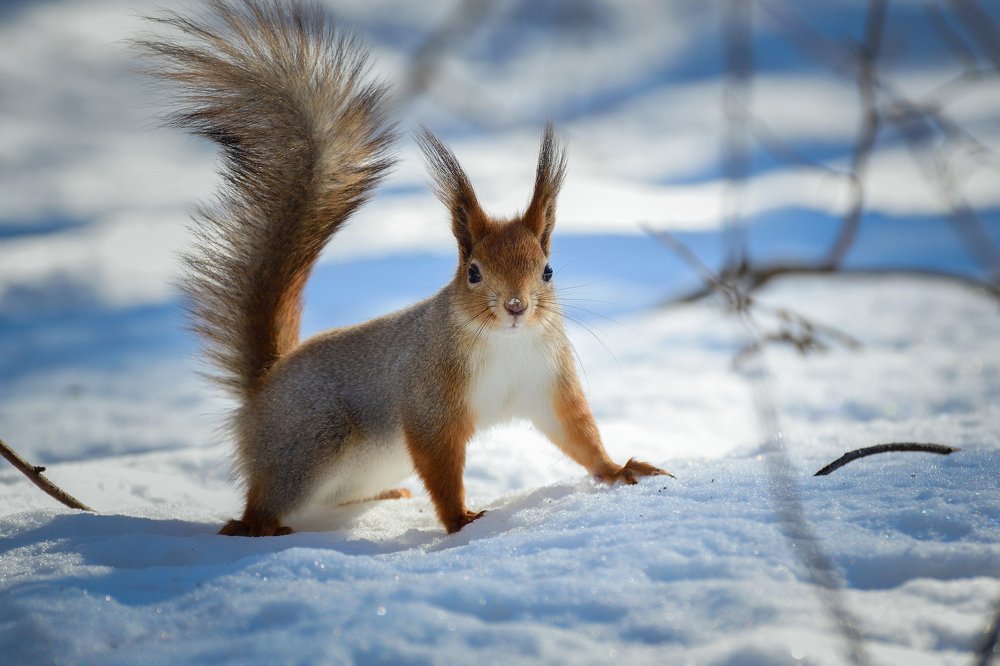 Хвост трубой