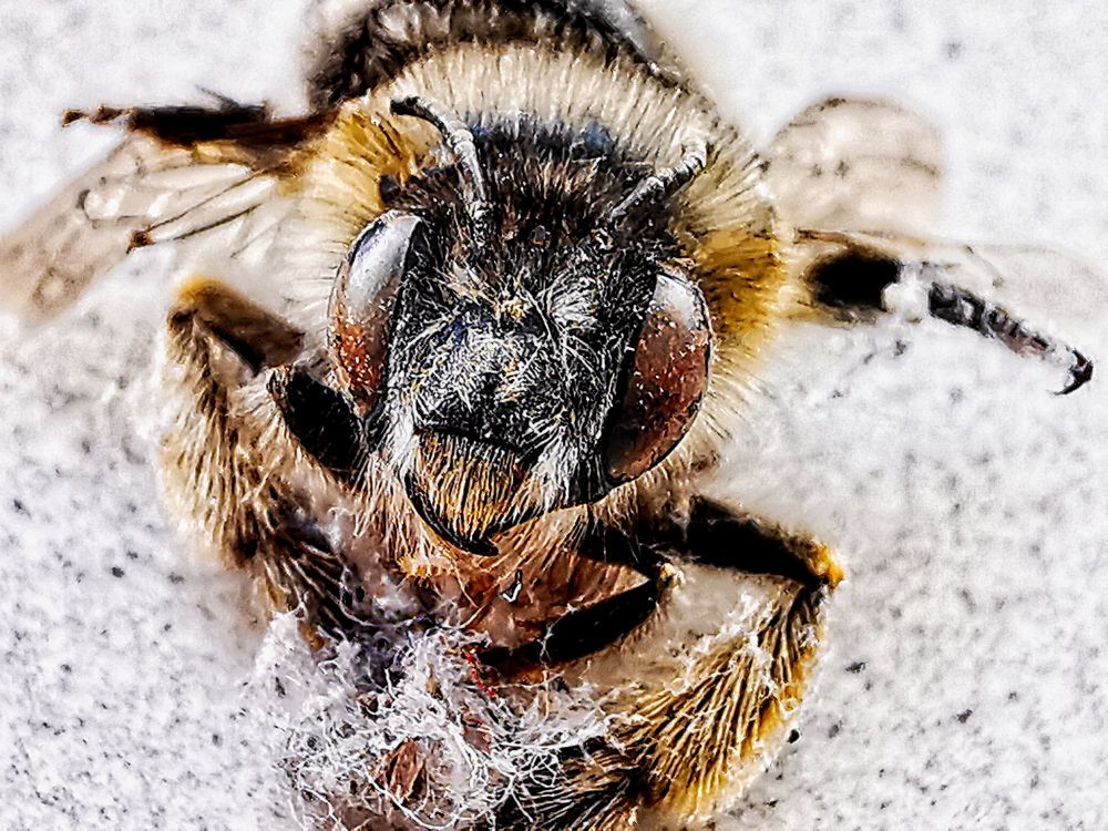 Meh - HDR - ON1 - SL - SuperMacro