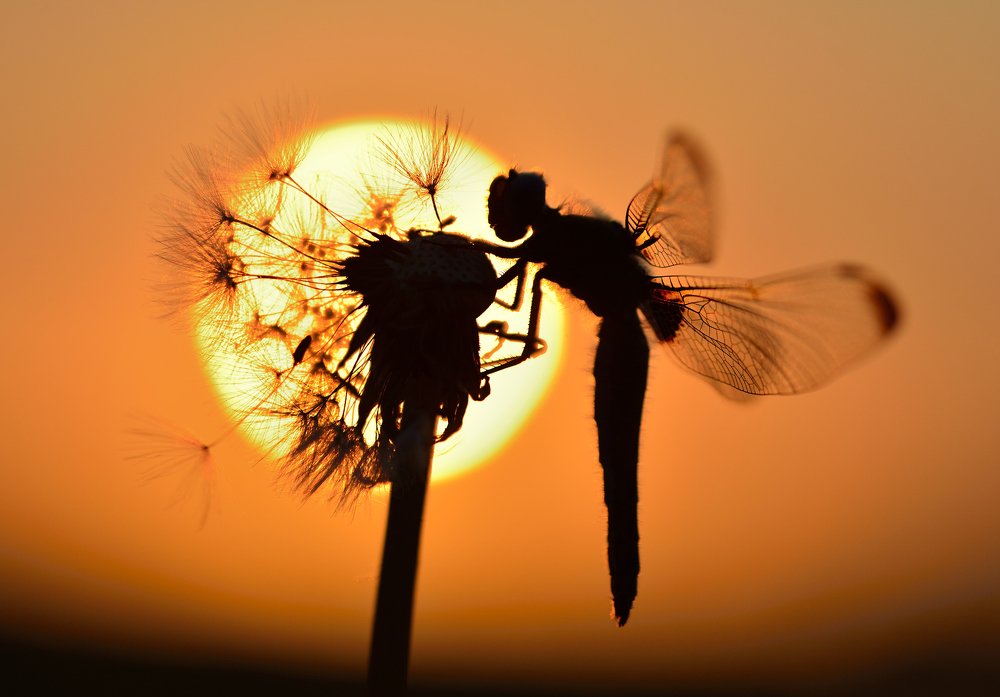 sun set dragonfly