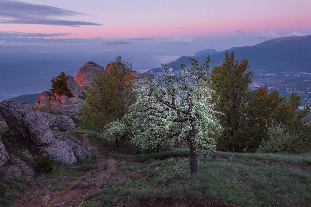 Дикая яблонька на Демерджи.