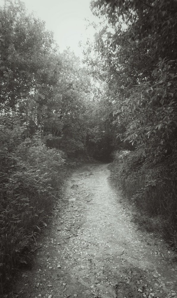 Mysterious forest