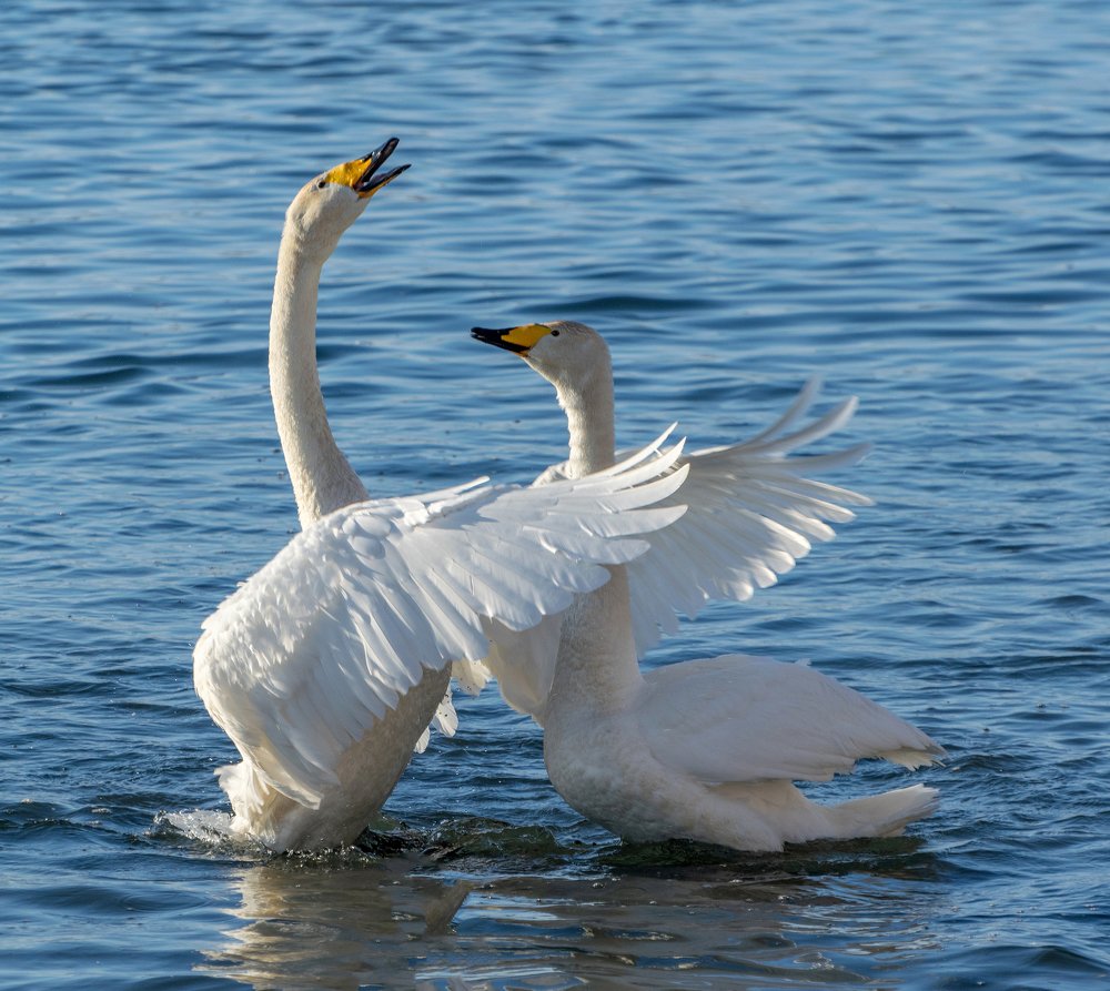 Признание в любви.
