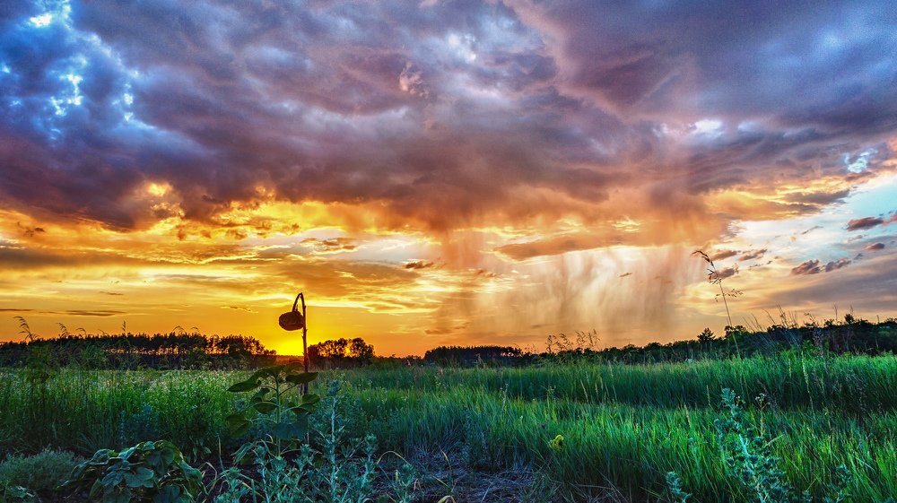 о старом подсолнухе...