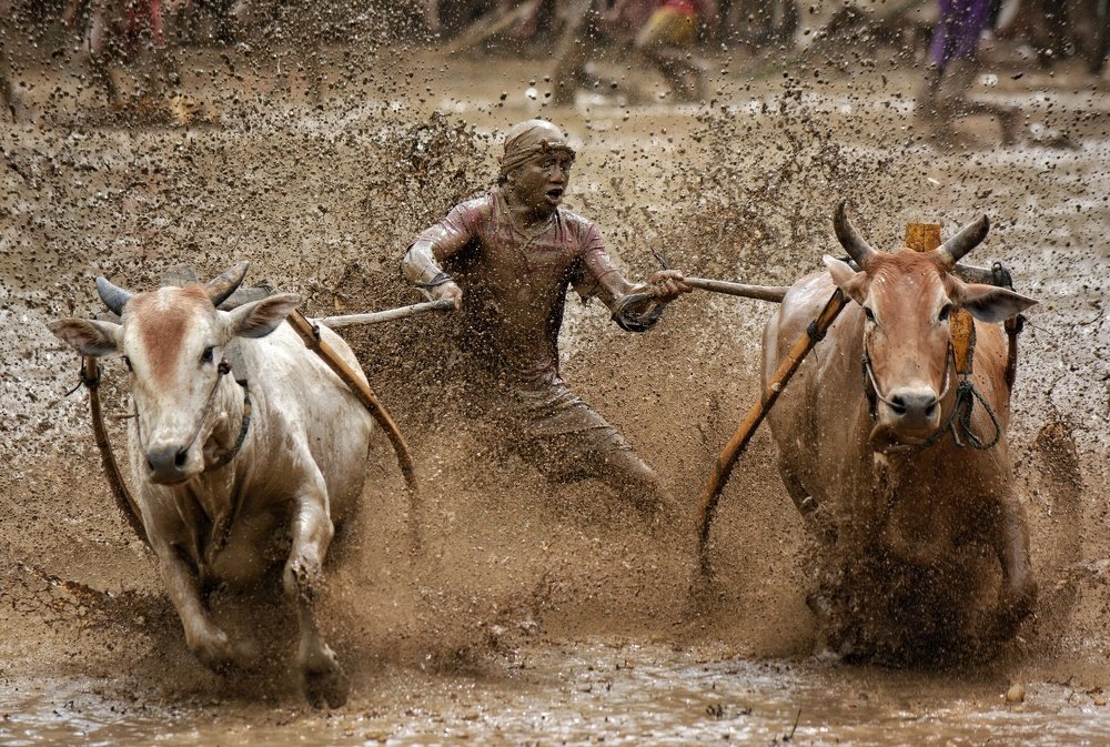 Cow race