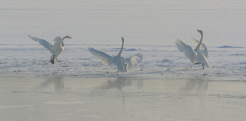 Танец лебедей