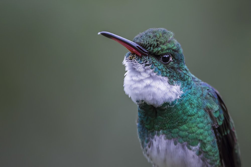 White-throated Hummingbird