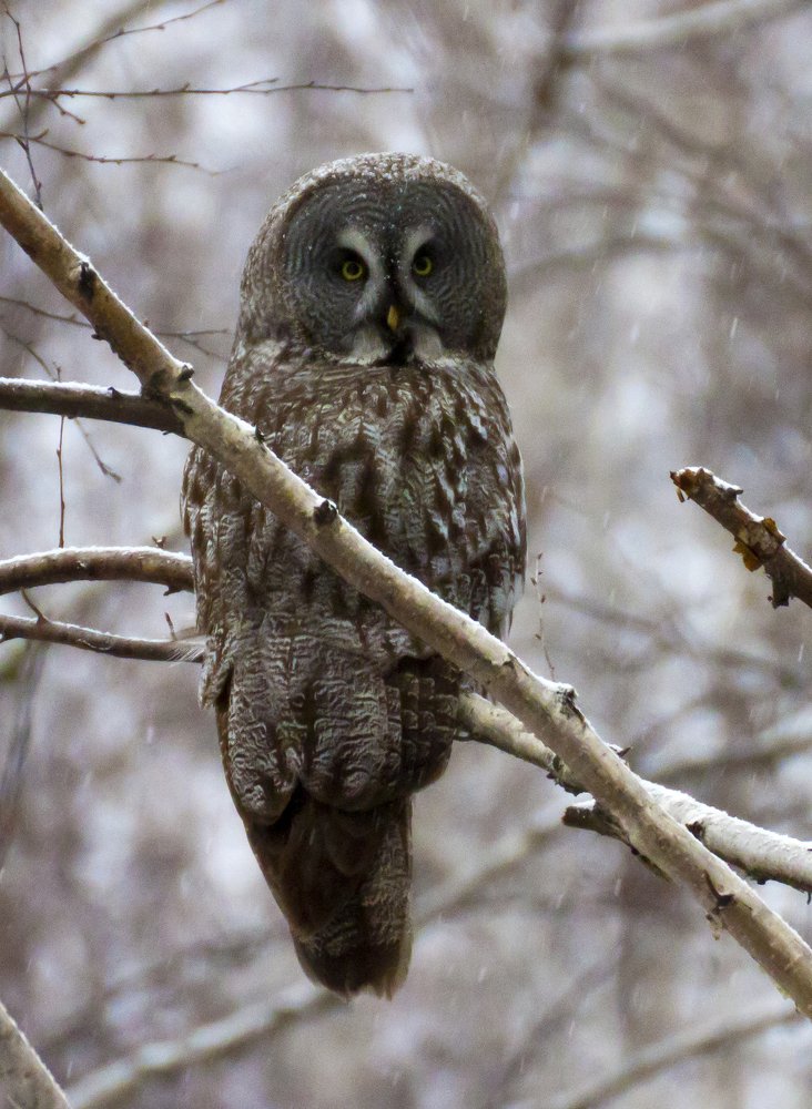 Пронзительный взгляд леса