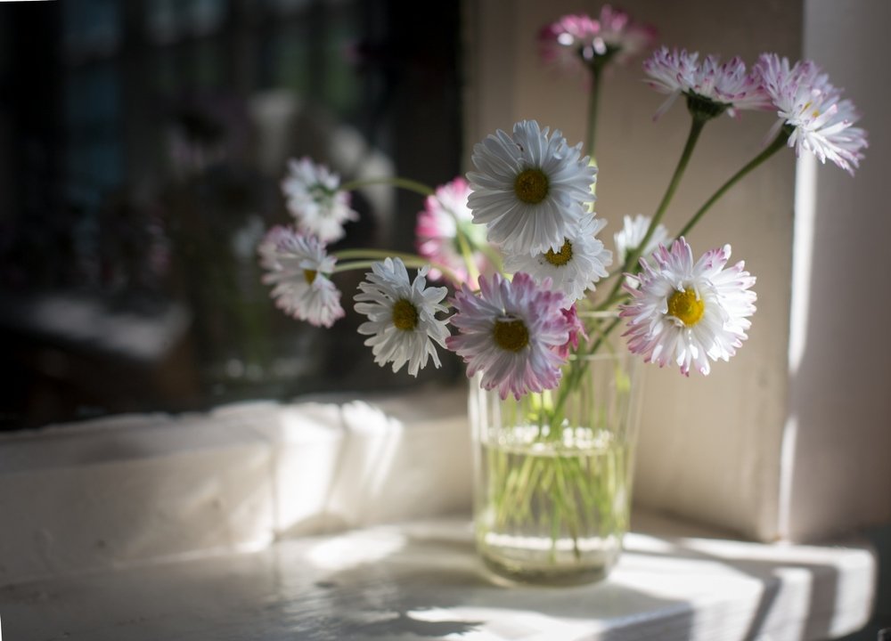 Маргаритки...