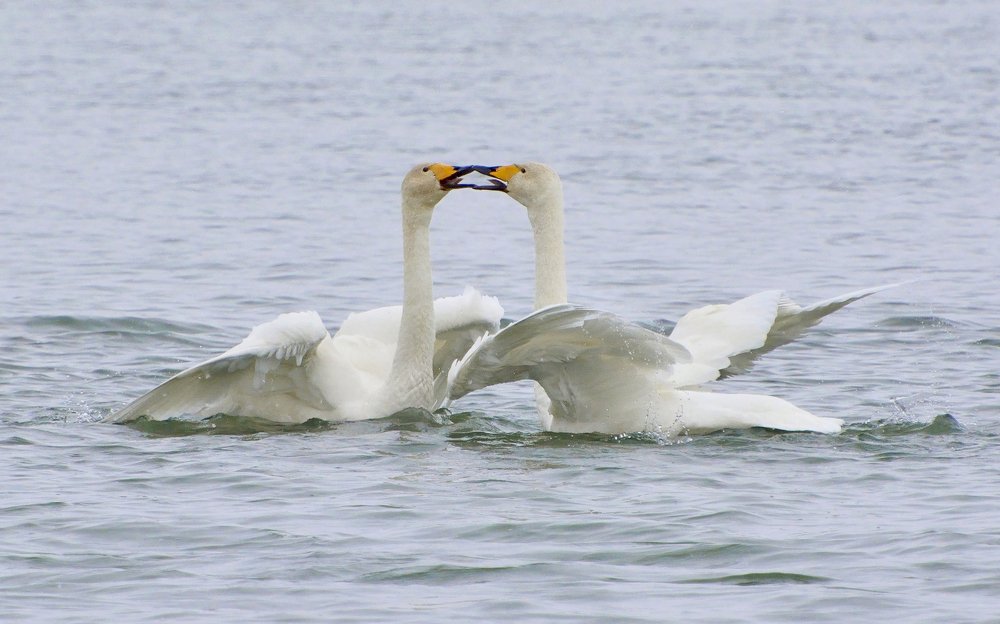 Поцелуй лебедей