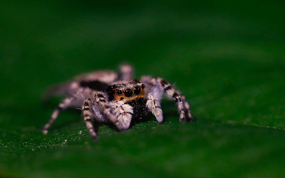 Jumping spider