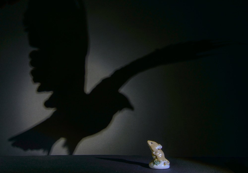 Сейчас съем!