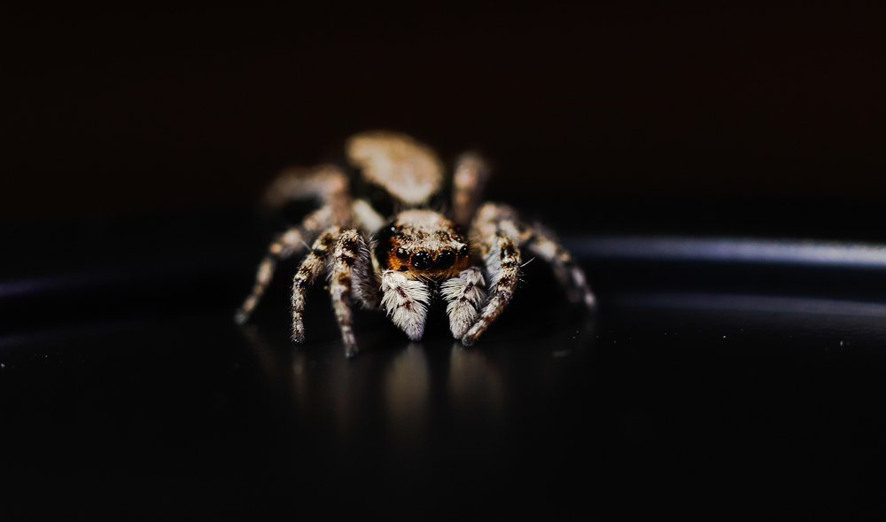 Spider