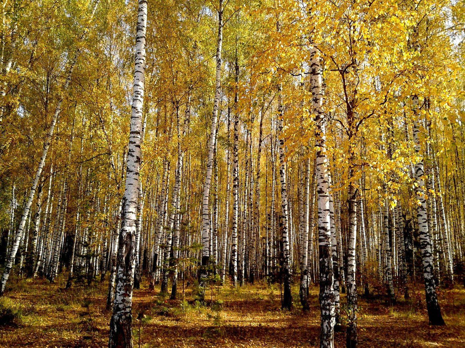 Photo #3305956