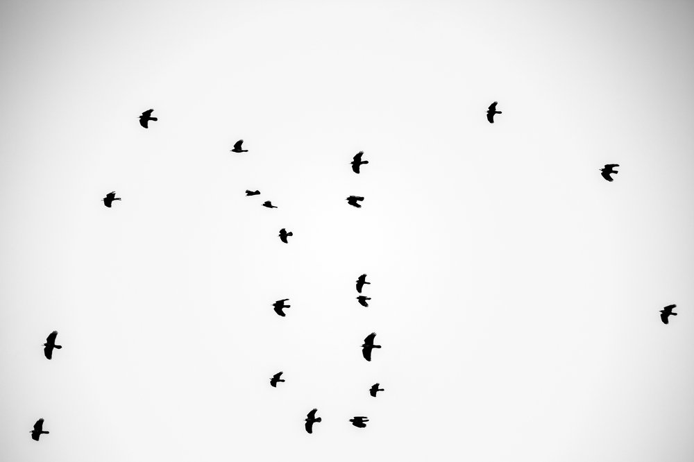 Photograph by Ali Nooralian