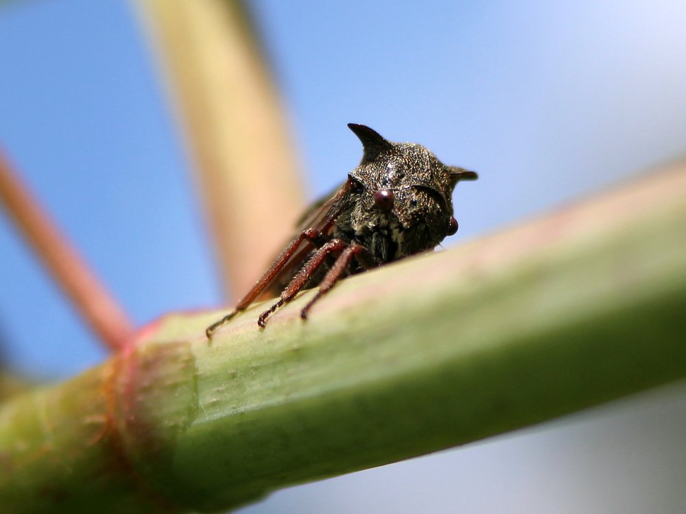 Маленький дьявол