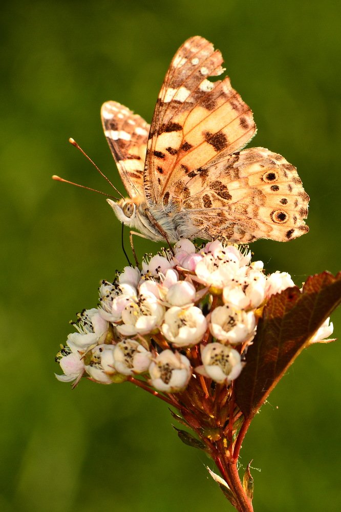 Бабочка на кусте пузыреплодника.