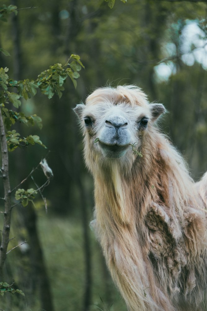 Верблюд улыбается