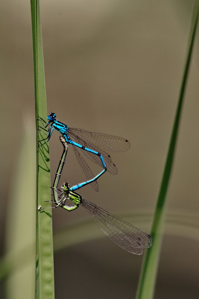 Photograph by Игорь Осипов