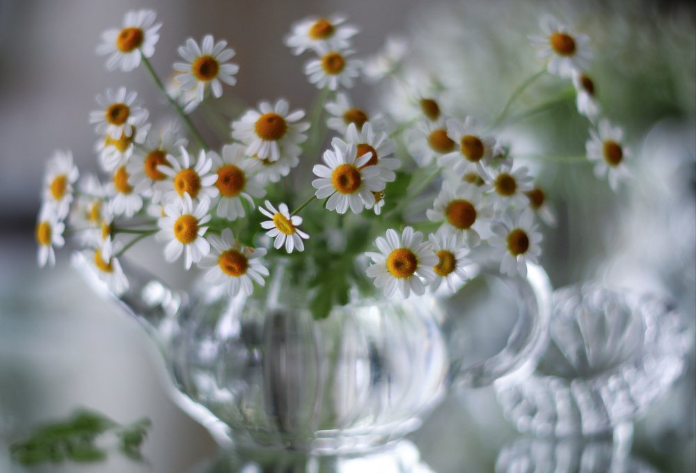 Какое-то странное настроение...ничего не хочется...только ромашек!