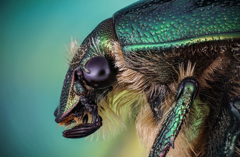 макро портрет бронзовки