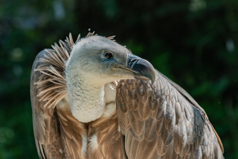 Белоголовый сип.