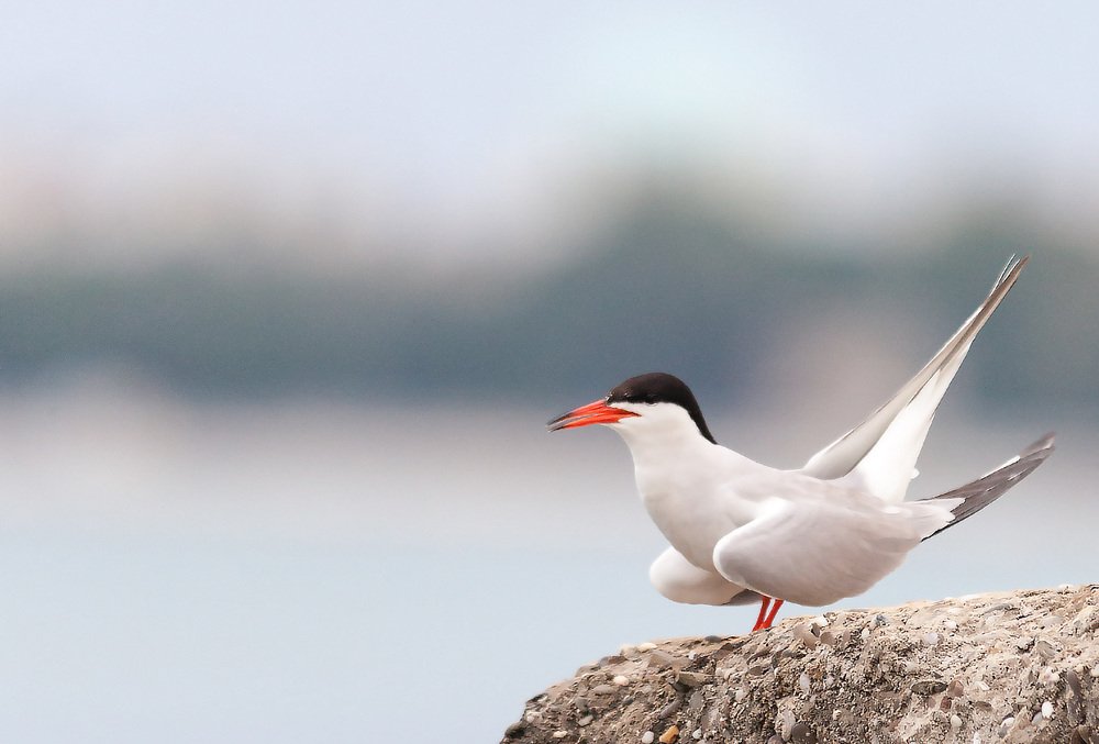 Крачка на рыбалке